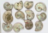 Lot: KG Silver Iridescent Ammonites (-) - Pieces #79450-2